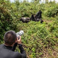 Mountain gorilla trekking adventure in Rwanda