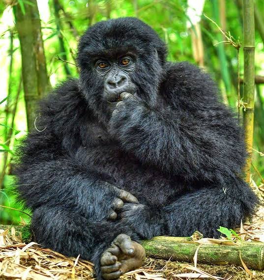 How Many Mountain Gorillas Are in Rwanda