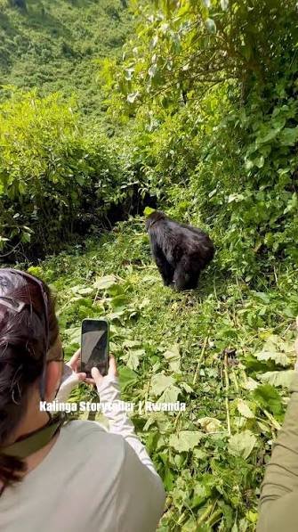 Best Gorilla Family Trek in Rwanda experience