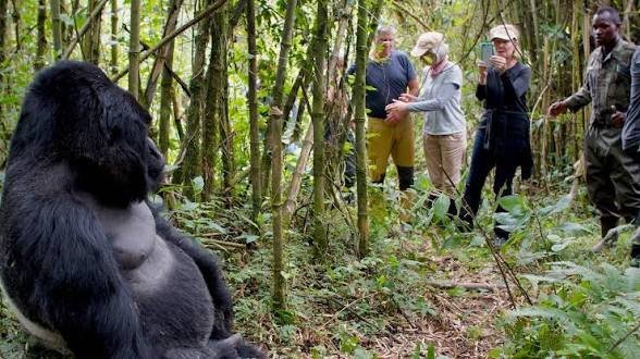 Mountain gorilla encounter during a Rwanda safari