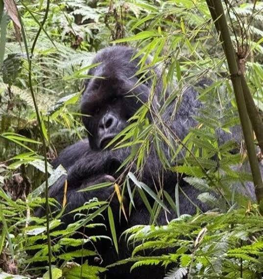 Mountain gorilla family in Volcanoes National Park Rwanda