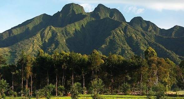 Luxury gorilla safari experience in Rwanda
