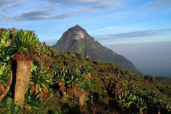 Luxury gorilla trekking experience in Rwanda