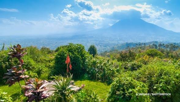 Gorilla Trekking Experience in Rwanda