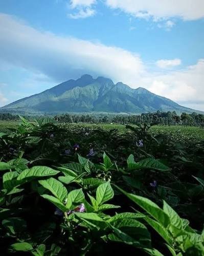Premium Rwanda gorilla safari experience
