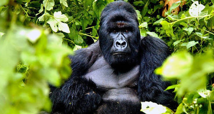 Mountain gorillas in Rwanda