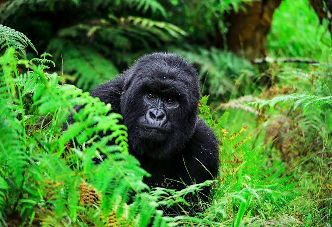 Mountain Gorilla Families