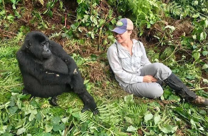 Mountain Gorilla Families in Rwanda