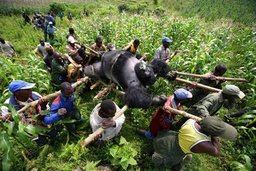 Mountain Gorilla Conservation in Rwanda
