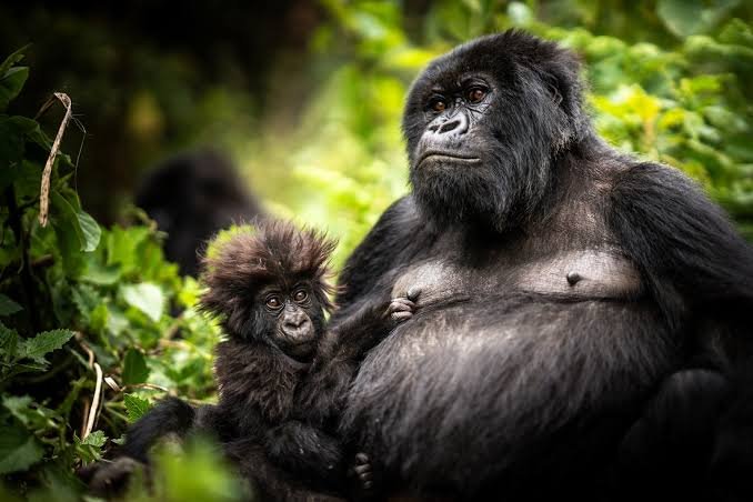 Mountain gorillas in Volcanoes National Park Rwanda