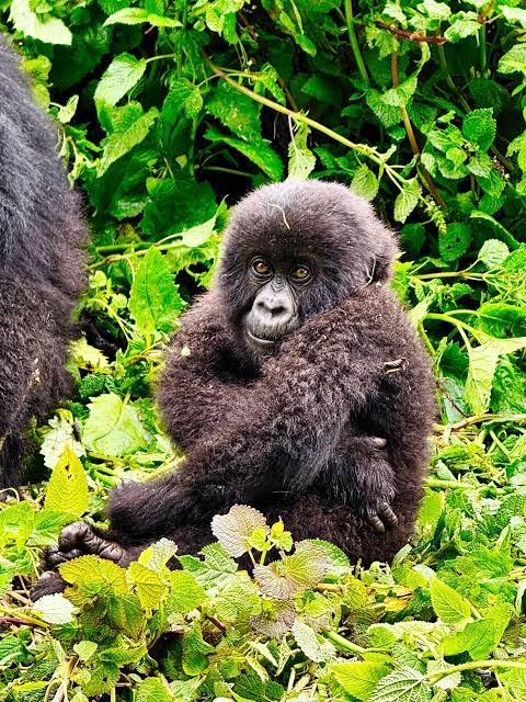 Gorilla trekking and conservation in Rwanda