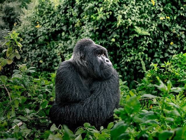 Gorilla conservation efforts in Rwanda