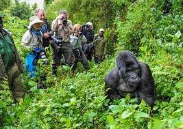 Mountain gorilla conservation in Rwanda