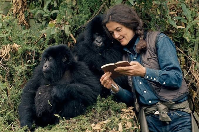 Mountain gorillas in Volcanoes National Park