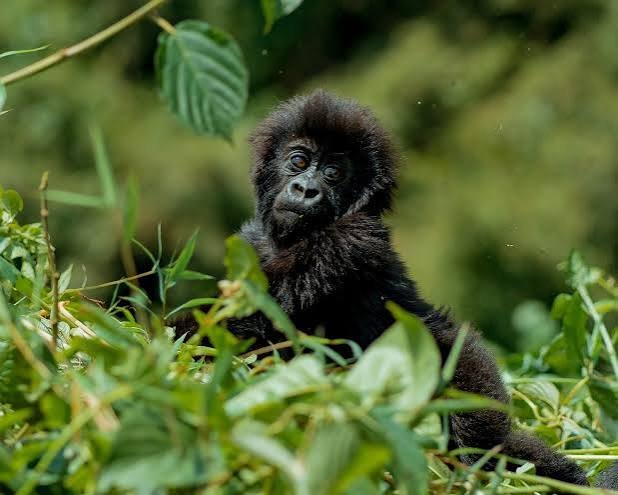 Mountain gorilla conservation in Rwanda