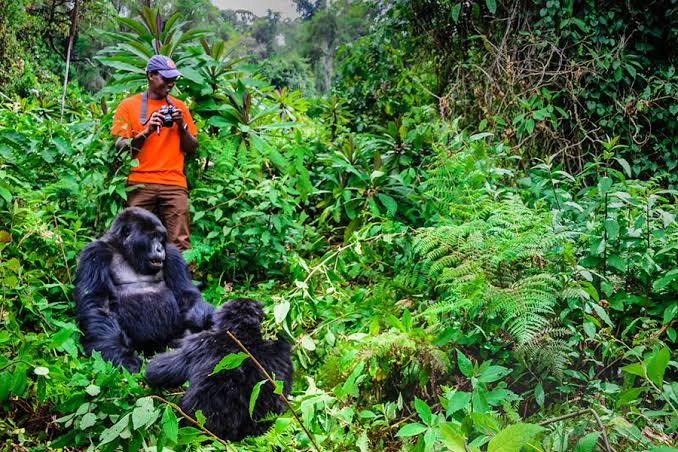 Mountain gorilla conservation in Rwanda