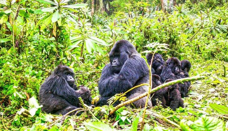Mountain gorillas in Rwanda