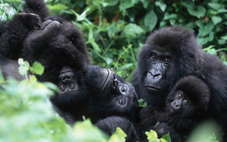 10 Days Rwanda Gorilla Trekking Lake Kivu Chimpanzee and Wildlife Safari