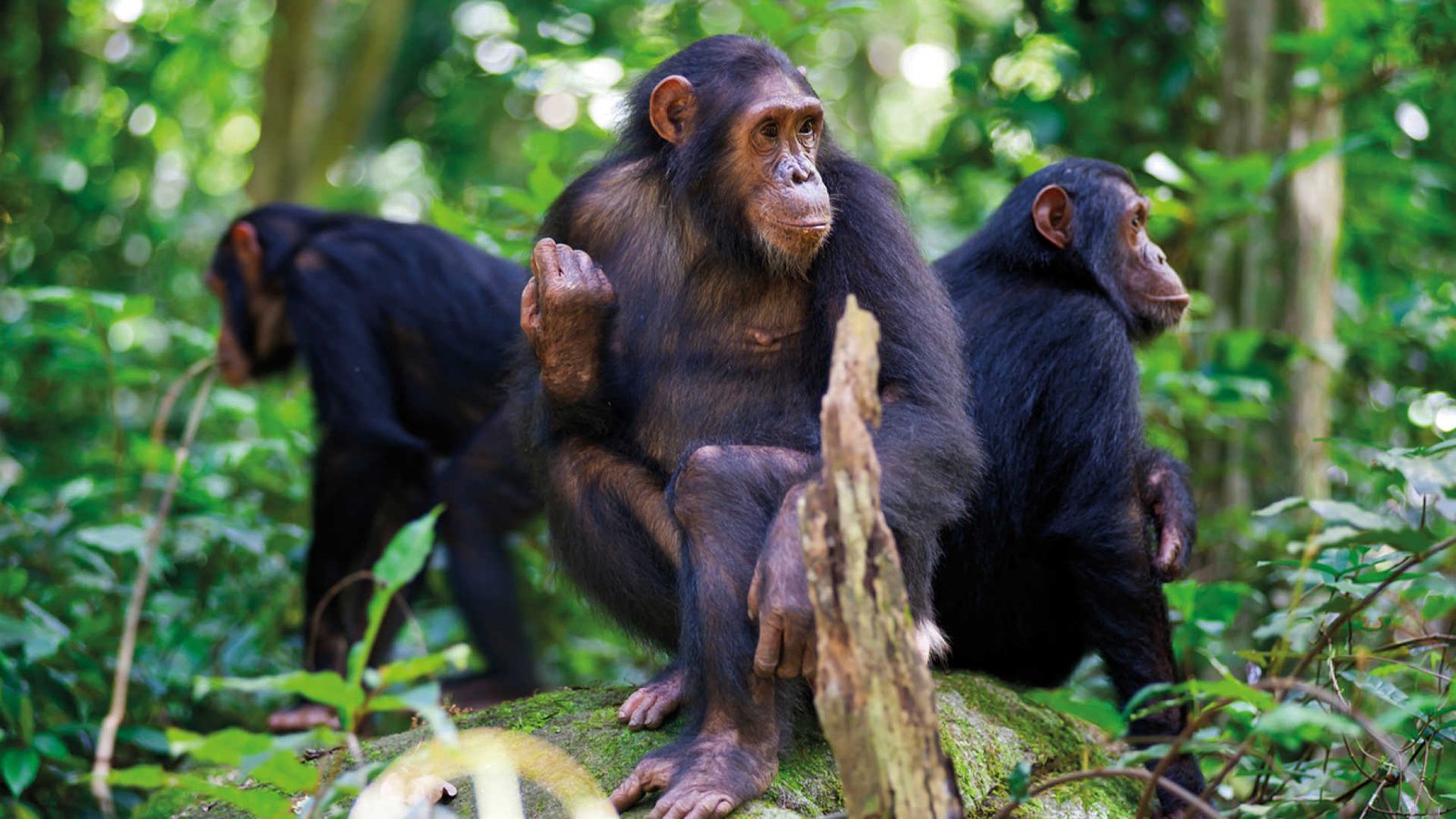 7 Days Rwanda Gorilla Chimpanzee and Lake Kivu Safari