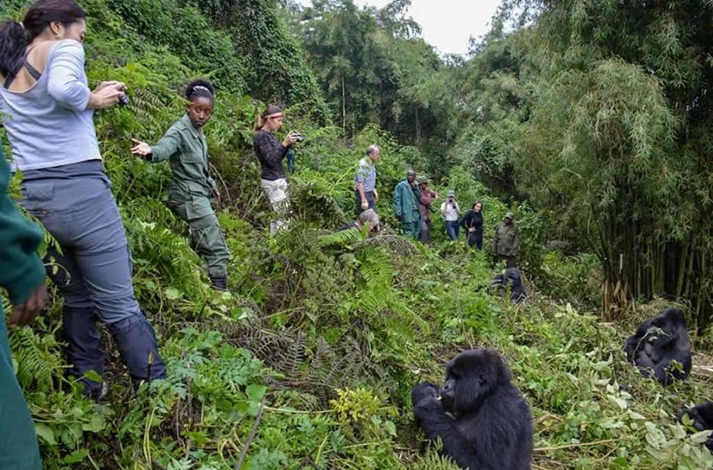 8 Days Rwanda Family Gorilla Trekking Lake Kivu and Chimpanzee Safari